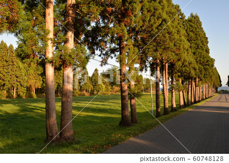 Tree-lined path of Trappist Monastery Tree-lined path of Trappist Monastery 60748128