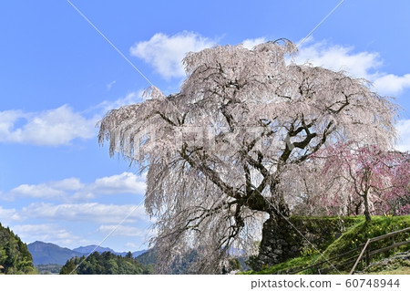 Matabei Sakura Matabei Sakura 60748944