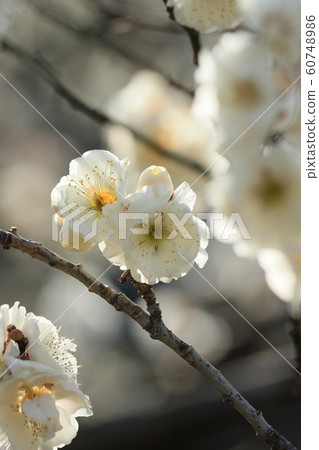 Yae tea blue full bloom 60748986