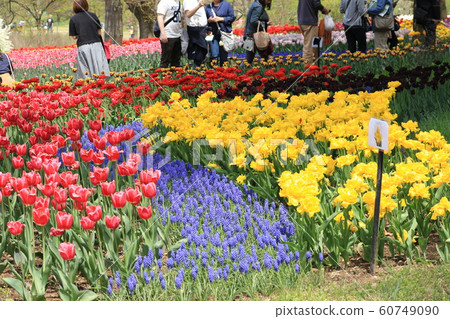 Shinshu Flower Festa Komagane Tulip Shinshu Flower Festa Komagane Tulip 60749090
