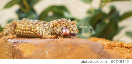 Centralian Knob-tailed Gecko 60749543