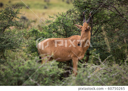 alcelaphus buselaphus in the green African Savannah 60750265