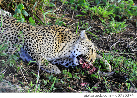 Leopard eating impala 60750374
