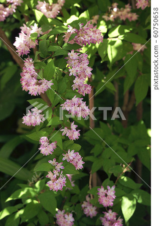 Sakura Utagi 60750658