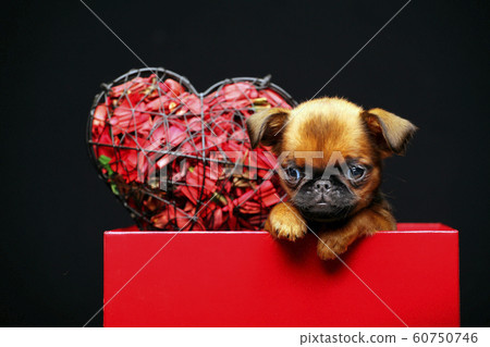 puppy paper box dark background puppy paper box dark background 60750746