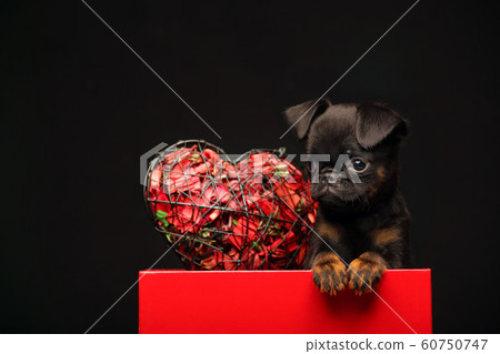 puppy paper box dark background puppy paper box dark background 60750747