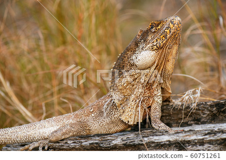 Frilled-neck Lizard 60751261