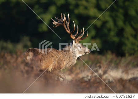 Red deer stag during rutting season in autumn Red deer stag during rutting season in autumn 60751627