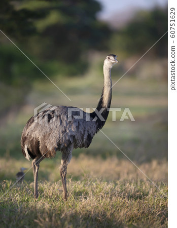 Close up of a greater rhea in a meadow Close up of a greater rhea in a meadow 60751629