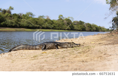 Close up of a Yacare caiman on a river bank Close up of a Yacare caiman on a river bank 60751631