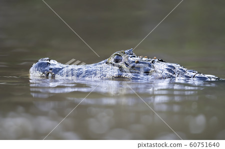 Close up of a Yacare caiman South Pantanal, Brazil Close up of a Yacare caiman South Pantanal, Brazil 60751640
