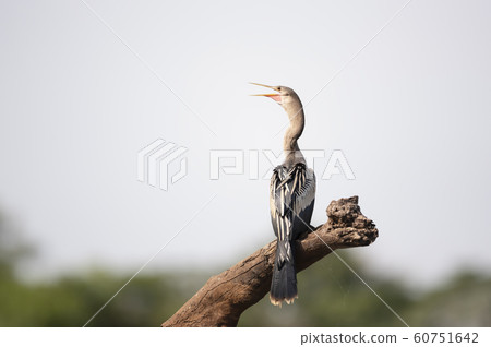 Anhinga perched on a tree branch with an open beak 60751642