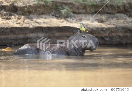 Capybara with a yellow bird on a head 60751643
