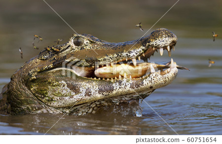Close up of a Yacare caiman eating piranha Close up of a Yacare caiman eating piranha 60751654