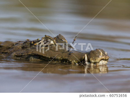 Close up of a Yacare caiman swimming in water Close up of a Yacare caiman swimming in water 60751656
