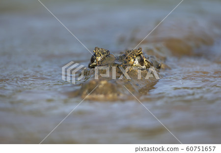Close up of a Yacare caiman swimming in water Close up of a Yacare caiman swimming in water 60751657