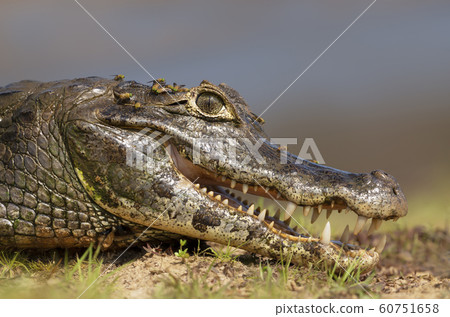 Yacare caiman with open mouth on a river bank Yacare caiman with open mouth on a river bank 60751658