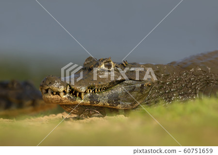 Close up of a Yacare caiman on a river bank Close up of a Yacare caiman on a river bank 60751659
