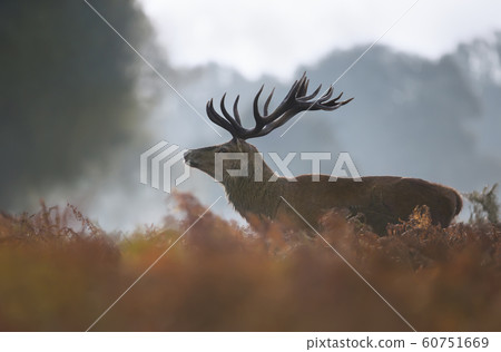 Red deer stag on a misty autumn morning 60751669