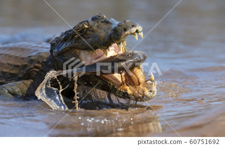 Close up of a Yacare caiman eating piranha Close up of a Yacare caiman eating piranha 60751692