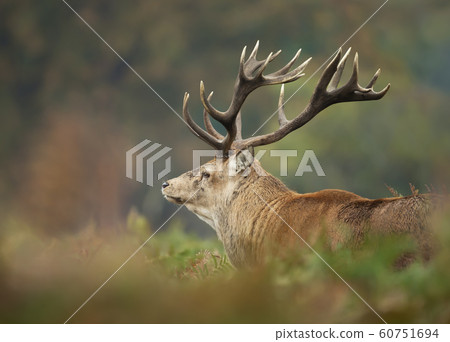 Red deer stag during rutting season in autumn Red deer stag during rutting season in autumn 60751694