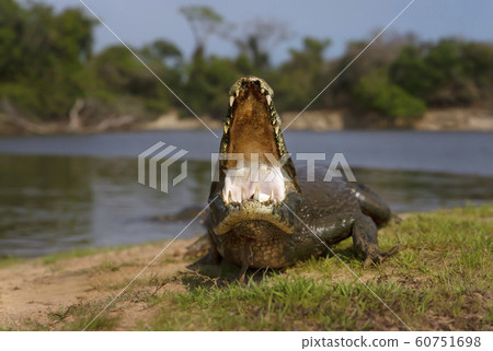 Yacare caiman with open mouth on a river bank Yacare caiman with open mouth on a river bank 60751698