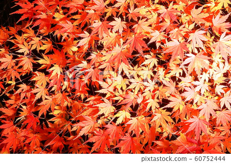 Autumn leaves 60752444