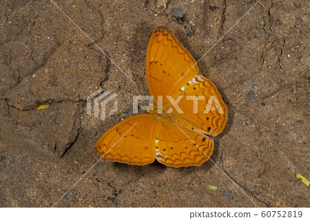 Common Yeoman, Cirrochroa tyche, butterfly, Garo Hills, Meghalaya, India 60752819