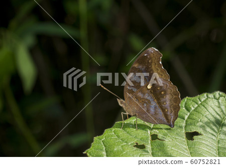 Chocholate Pansy, Junonia iphita, butterfly, Garo hills, Meghalaya, India 60752821