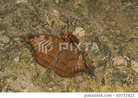 Plain earl, Tanaecia jahnu, butterfly, Garo Hills, Meghalaya, India 60752822