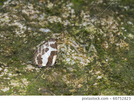 Elbowed Pierrot, Pycnophallium elna, butterfly, Garo hills, Meghalaya 60752823