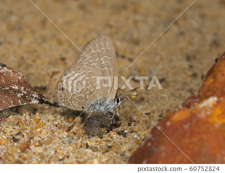 Common Ciliate Blue, Anthene emolus, butterfly, Meghalaya, India 60752824