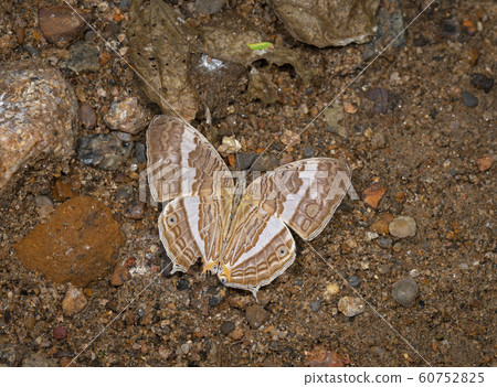 Marbeled Map Open Wing, Cyrestis cocles, butterfly, Garo Hills, Meghalaya, India 60752825