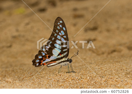 Common jay, Graphium doson, butterfly, Garo Hills, Meghalaya, India 60752826