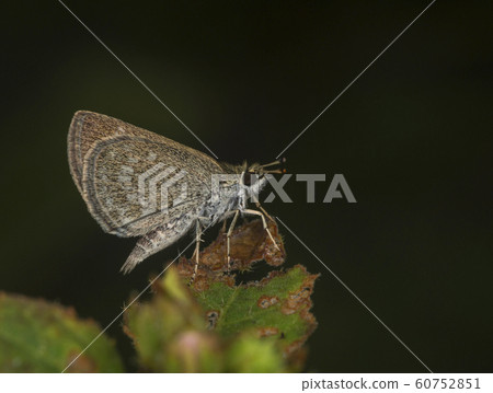 Pygmy Scrub Hopper, Aeromachus pygmaeus, butterfly, Garo Hills, Meghalaya, India Pygmy Scrub Hopper, Aeromachus pygmaeus, butterfly, Garo Hills, Meghalaya, India 60752851