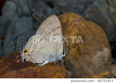 Common tit, Hypolycaena erylus, butterfly, Garo Hills, Meghalaya, India Common tit, Hypolycaena erylus, butterfly, Garo Hills, Meghalaya, India 60752853