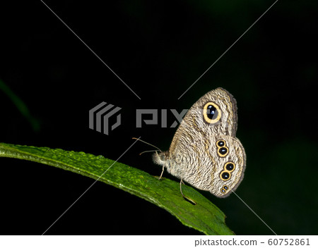 Common Five Ring, Ypthima baldus, butterfy, Garo Hills, Meghalaya, India Common Five Ring, Ypthima baldus, butterfy, Garo Hills, Meghalaya, India 60752861