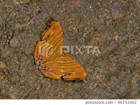 Common maplet, Chersonesia risa, butterfly, Garo Hills, Meghalaya, India Common maplet, Chersonesia risa, butterfly, Garo Hills, Meghalaya, India 60752862