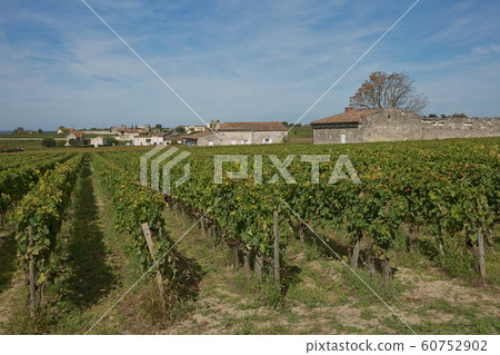 Grapes in the vineyard in the south of France in the Provence. 60752902