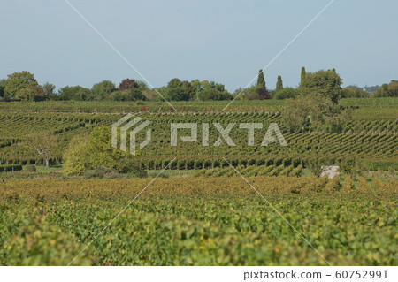 Grapes in the vineyard in the south of France in the Provence. 60752991