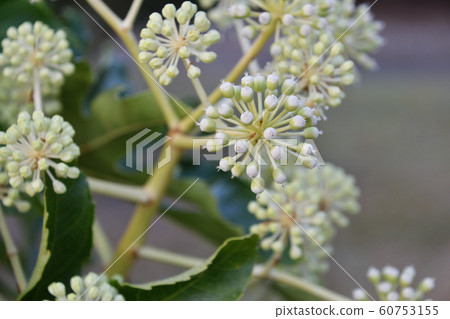 Paperplant flower Paperplant flower 60753155