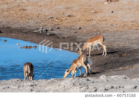 Impalas near a waterhole in Etosha 60753188