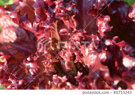 sunny lettuce 60753243