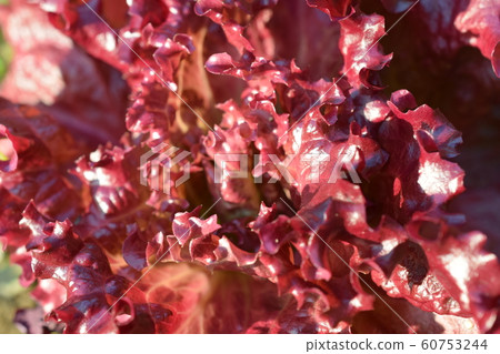 sunny lettuce 60753244