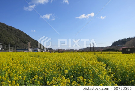 Rape blossoms in Minamiizu Town Rape blossoms in Minamiizu Town 60753595