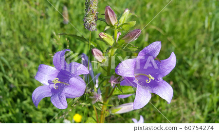 Beautiful Bluebells and herbs in the summer field Beautiful Bluebells and herbs in the summer field 60754274