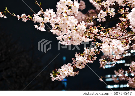 Urban night cherry tree 60754547