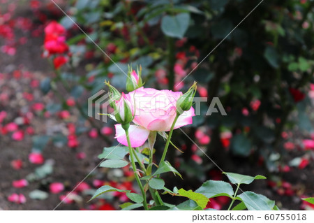 Rose Rose 60755018