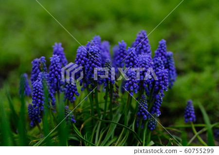 Muscari 60755299