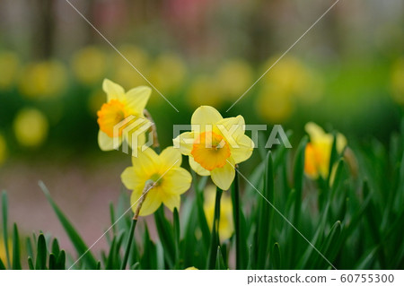 Narcissus 60755300
